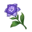 Sumeru Rose