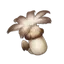 Philanemo Mushroom