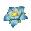 Kalpalata Lotus