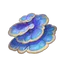 Rukkhashava Mushroom