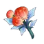 Rimecurrant